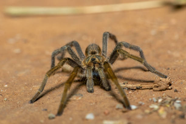 istock Dunbrody Golden Lesser Baboon Spider (Harpactirella magna) 2190859489