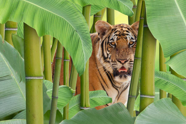 A Bengal tiger (Panthera tigris tigris) rests in lush green grass, partially obscured, at Bannerghatta, Karnataka, India.