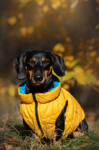 istock dachshund in the autumn park on a bright sunny day 2190860278
