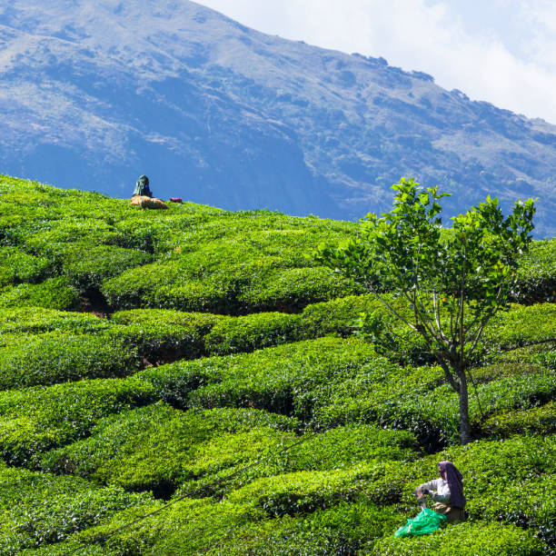 Munnar, India - March 18, 2015. People picking tea leaves on a tea plantation field at Munnar in Kerala, India.