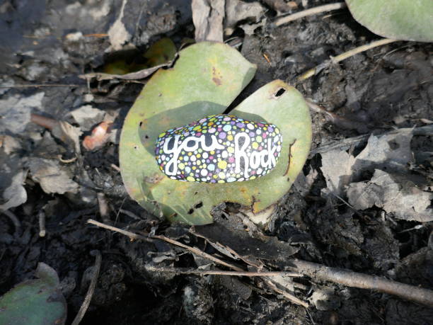 istock Lily pad in dry environment with kindness rock on top 2190861677