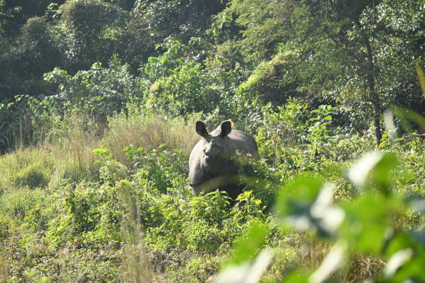 The greater one-horned rhino with Calf in natural park
