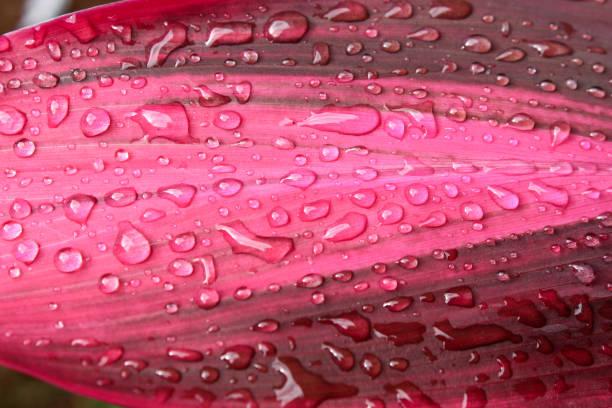 istock close up of raindrops on pink leaves 2190862532