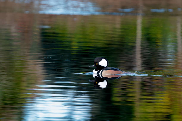 istock Hooded Merganser (Lophodytes cucullatus) Male 2190863177