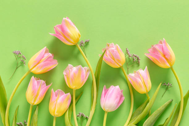 istock Pink Tulips on Vibrant Green Background 2190863939