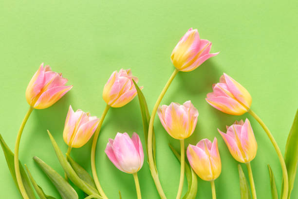 istock Pink Tulips on Vibrant Green Background 2190863941