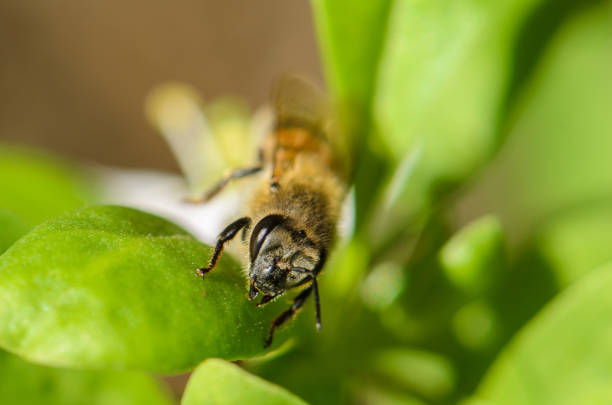 A bee delicately lands on lush green foliage, collecting nectar during a warm afternoon in a peaceful garden.