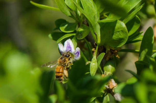 istock Buzzing bee gathers nectar from vibrant flower in a sunlit garden 2190864392