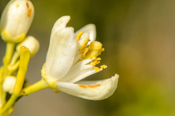 A close-up of a pure white flower revealing its intricate structure while surrounded by fresh green buds.