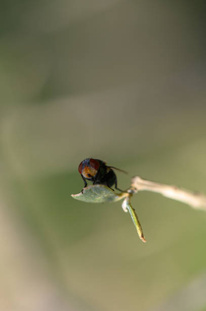 A vibrant insect rests on a leaf, showcasing its bright colors against a softly blurred background of nature.