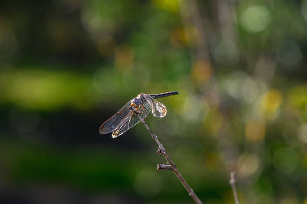 A vibrant dragonfly perches peacefully on a slender branch, surrounded by a lush green garden.