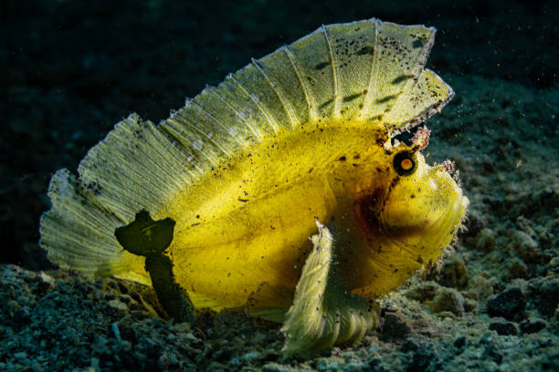 Colour variations of Leaf Scorpionfish Taenianotus triacanthus include white, pink, yellow, tan, brown and black with mottling. The species occurs in the tropical Indo-Pacific in a depth range from 5-135m, usually 5- 20m, max. length 10cm. The species has the habit of mimicking a dead leaf by swaying from side to side. Since the fish has a narrow body, the backlight penetrates almost everywhere.Lembeh Strait, Indonesia 1°25'51.2087 N 125°11'5.1449 E at 5m depth