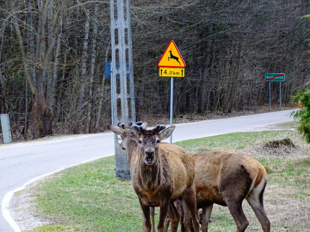 istock The deers and deer sign 2190866564