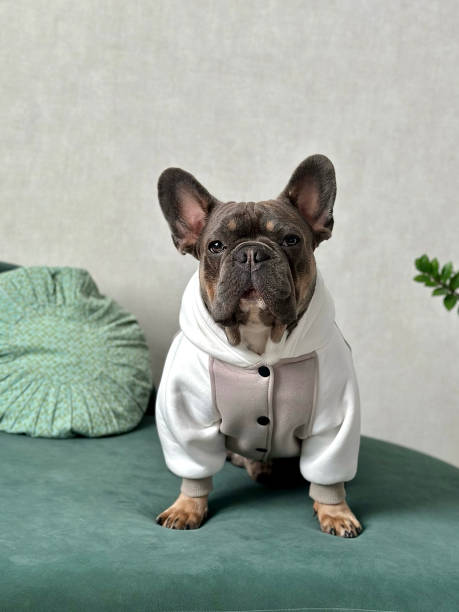 istock A cute dog dressed in a cozy white sweater stands on a green couch, surrounded by soft cushions, creating a warm indoor atmosphere 2190866676