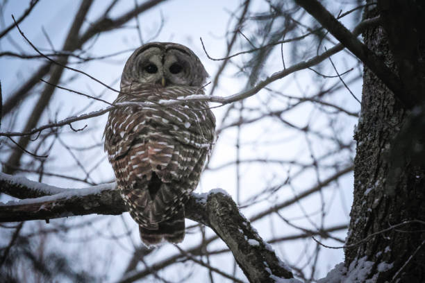 istock A barred owl in a snowy tree. 2190866840