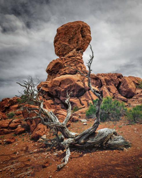 The image depicts a striking desert landscape in Utah, featuring towering rock formations and twisted trees against a cloudy sky. The warm color palette and rugged terrain highlight the unique beauty of this arid environment.