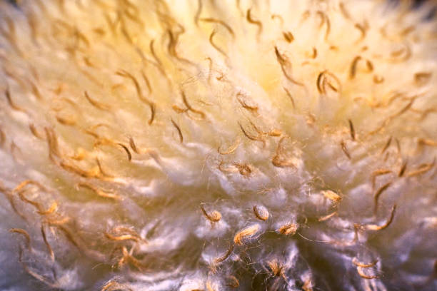 istock abstract shaggy background of fluffy light fur 2190868101