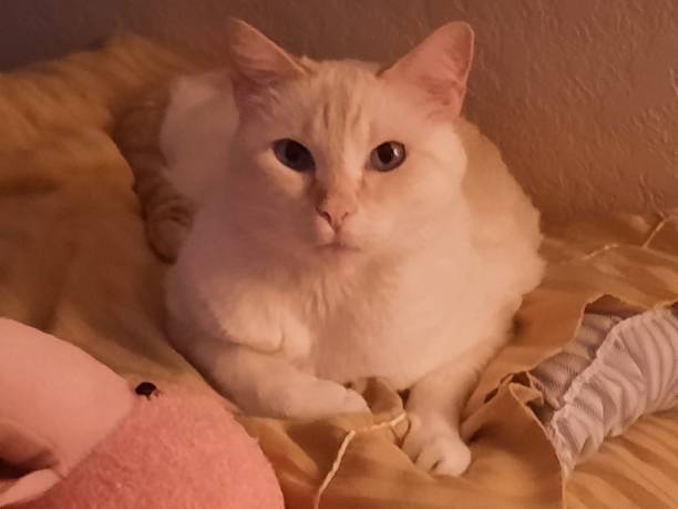 Flame Point Siamese Cat with Blue Eyes Lying on Pillow