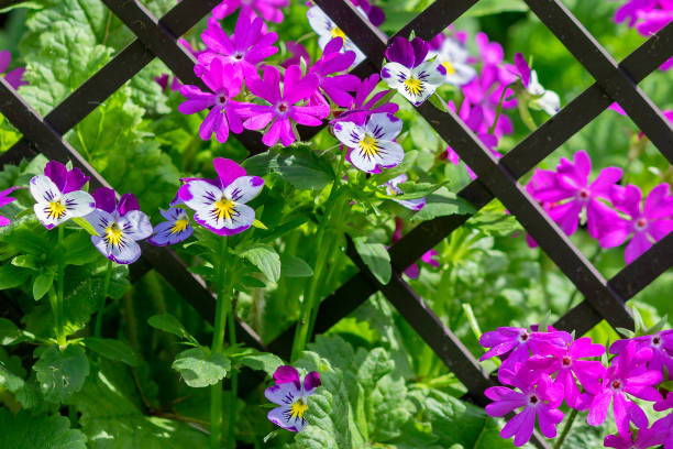 Low-growing garden perennials include the lilac primrose Siebold and the violet horned violet.