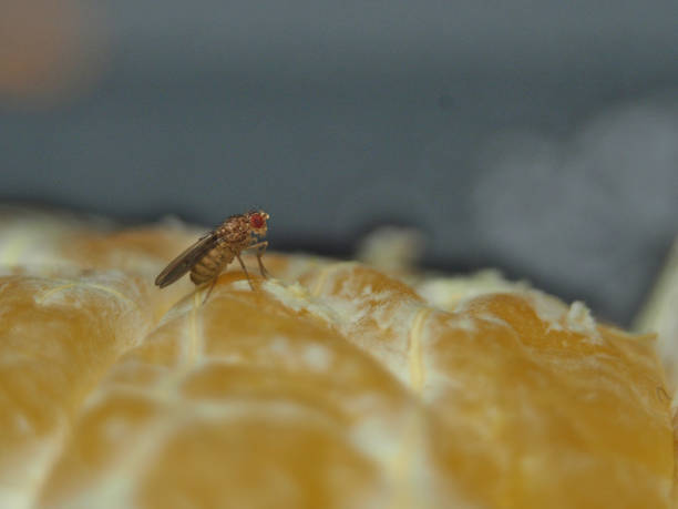Macro of a fruit fly (drosophila melanogaster) on a piece of clementine (Citrus × clementina)