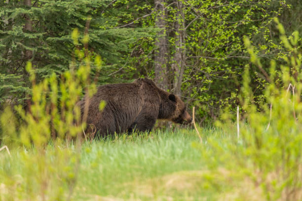 istock Wild grizzly bear (Ursus arctos horribilis) seen in Jasper National Park during summer time while foraging, eating on the side of the highway. Green, natural, flora background. 2190870137