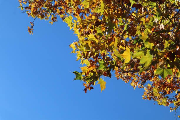 istock Yellow leaves on sycamore branches on a sunny day 2190870150