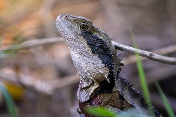 istock An Eastern Water Dragon (Intellagama lesueurii) stands proudly amidst leaf litter in a forest 2190870679