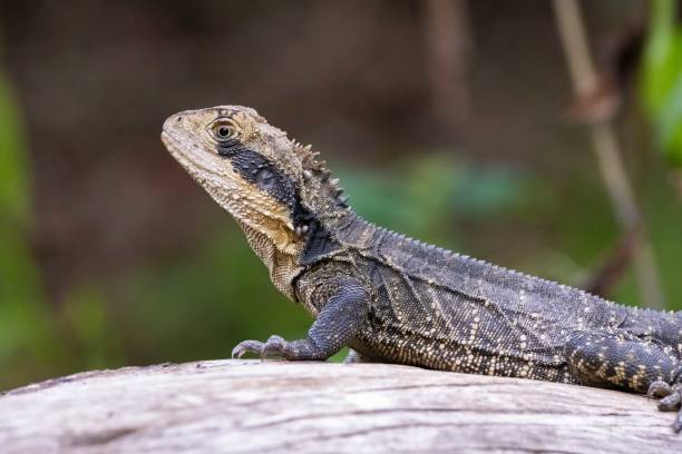 istock An Eastern Water Dragon (Intellagama lesueurii) stands proudly on a log in the forest 2190870694
