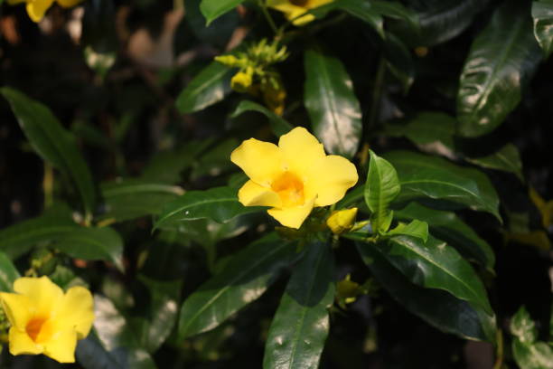 istock Allamanda cathartica or alamanda flower 2190870887