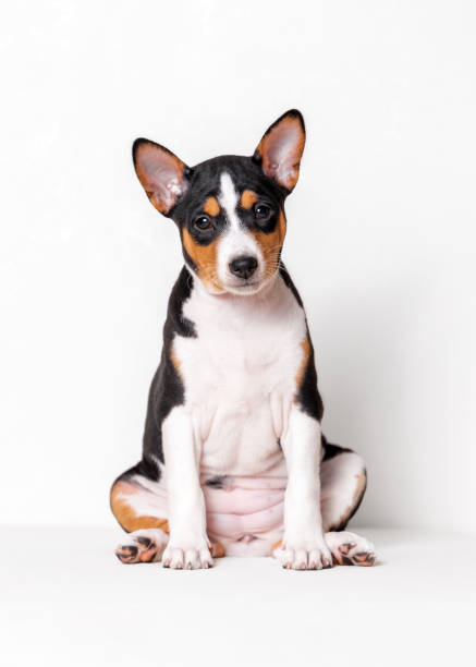 istock 8 week old tricolor basenji puppy sitting on white background looking at camera 2190871536