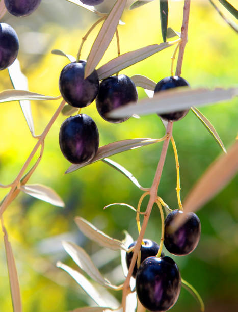 istock Detail of olives on tree. 2190872197