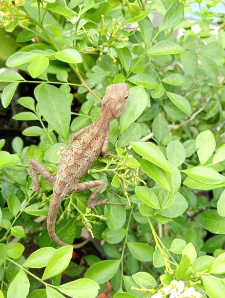 istock Brown Lizard Resting on Green Foliage in Natural Environment 2190874225