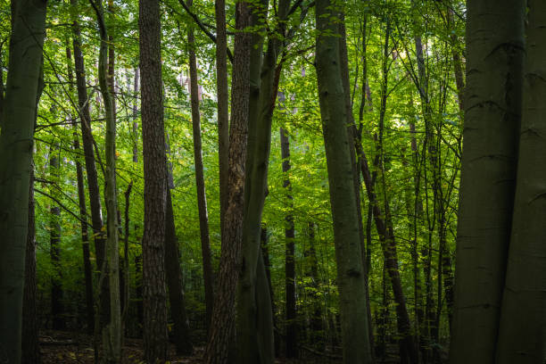 Forest scenics in Friedrichswalde in autumn