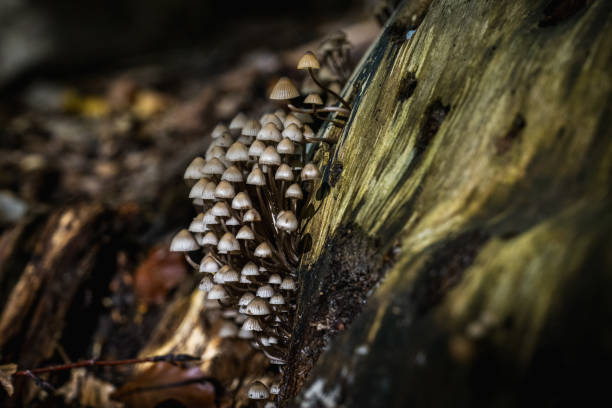Forest scenics, mushrooms, in Friedrichswalde in autumn