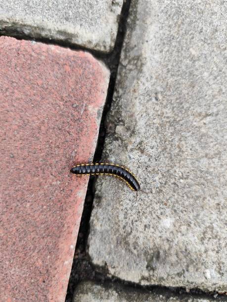 istock plant caterpillars walking on the sidewalk 2190876014