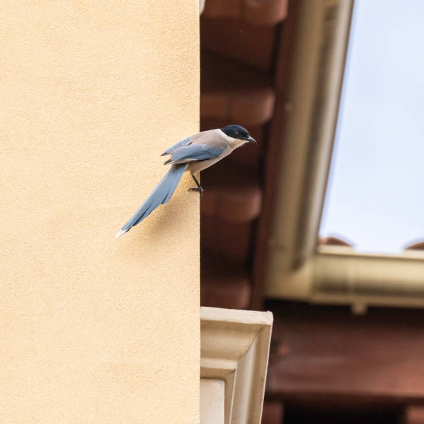 istock Magpie - Cyanopica cyanus 2190876569
