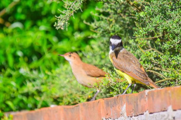 Great kiskadee and oven bird on a red brick wall