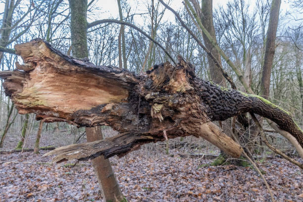 istock Broken tree trunk lying on the forest floor exposing orange wood 2190879741