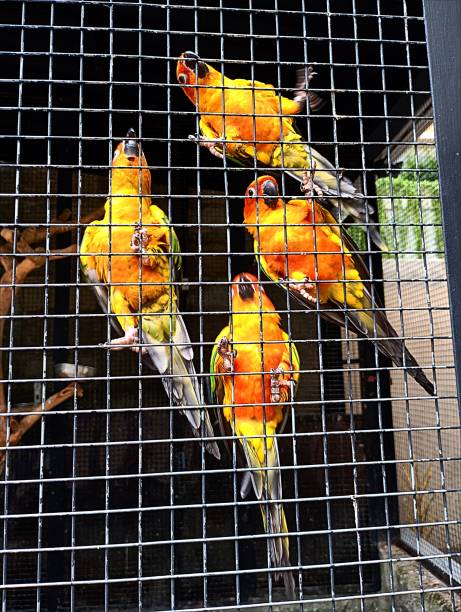 The bird in the cage, looks beautiful with beautiful colors, looks restless and wants something