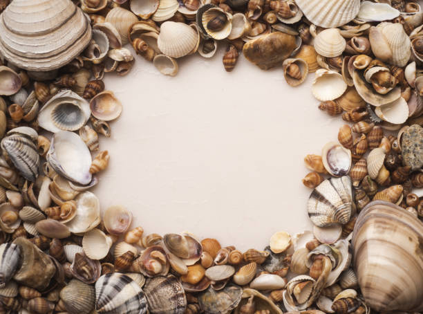 istock Sea shells frame background. Seashells for wallpaper. Colorful shells. Sea shells background. Marine seashells. Exotic ocean shells. Seashells for backdrop. 2190882243