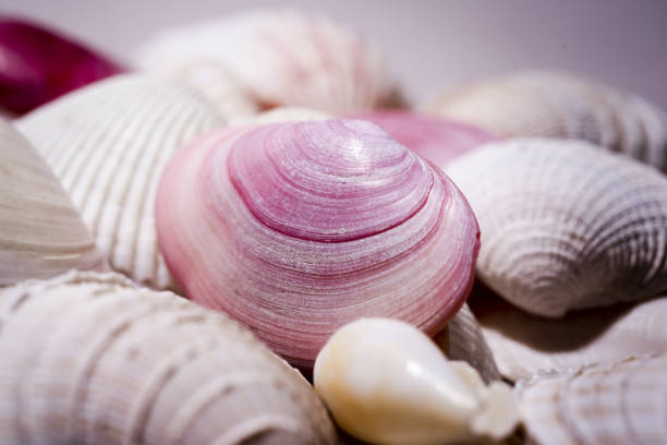 Summer advertising. Seashells for design. Mollusk shells. Seashell background. Texture of the shells. Seashell background. Colorful sea shells as background. Marine shell