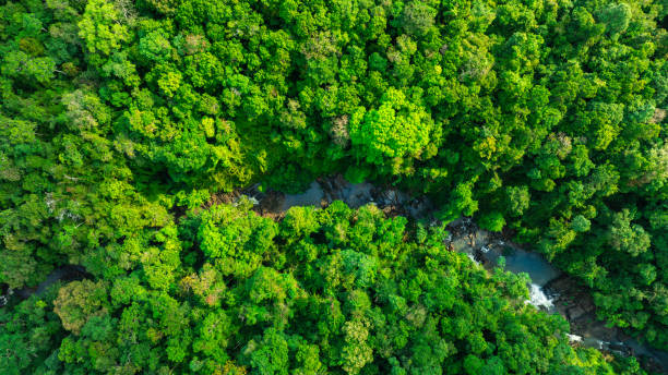 istock Aerial view of mixed forest, deciduous trees, greenery and waterfalls flowing through the forest. The rich natural ecosystem of rainforest concept is all about conservation and natural reforestation. 2190884442