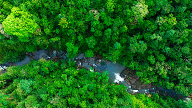 istock Aerial view of mixed forest, deciduous trees, greenery and waterfalls flowing through the forest. The rich natural ecosystem of rainforest concept is all about conservation and natural reforestation. 2190884445