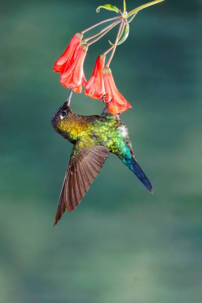istock Hummingbird feeding from red flowers 2190885654