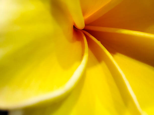 istock Cambodian yellow flowers with macro shot 2190885880