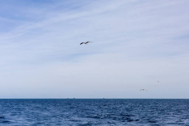 istock Serene ocean view with seagulls under a vast sky 2190886027