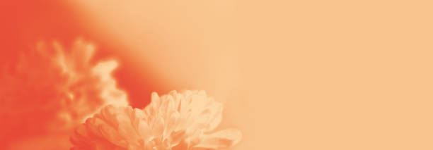 istock Dreamy blurred creamy orange gradient background with merging in a pale colored flower composition. Peaceful or serene backgrounds. Template banner. Frame with soft pastel floral pattern. Copy space 2190888058