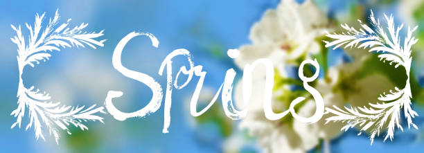 Spring flowers in the meadow.