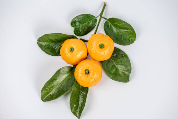 Green leaves and buns shaped like oranges on a white background