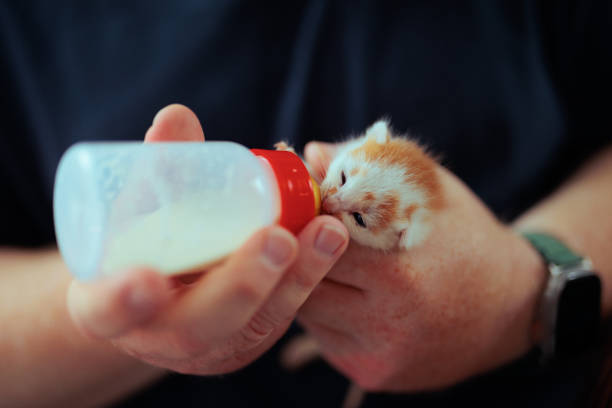 Animal lover rescuing and taking care of pets